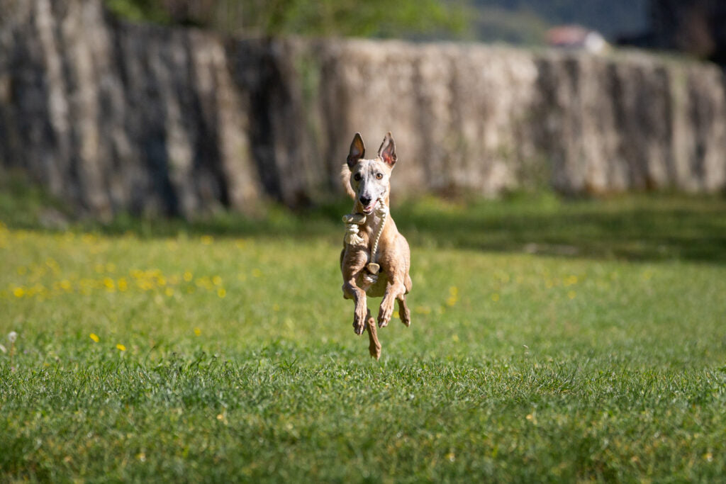 Le corna di cervo per cani: cosa devi sapere - MY FACTORY