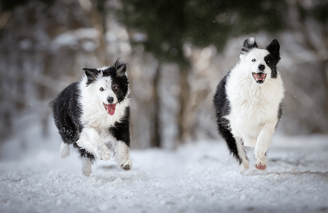 Cani sulla neve