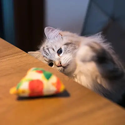 gatto gioca con pizza bakery street croci